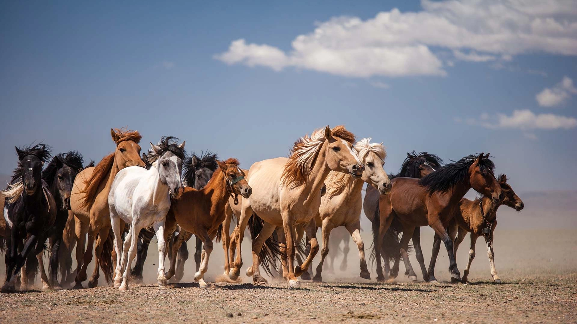 Hulegu Expedition Mongolia