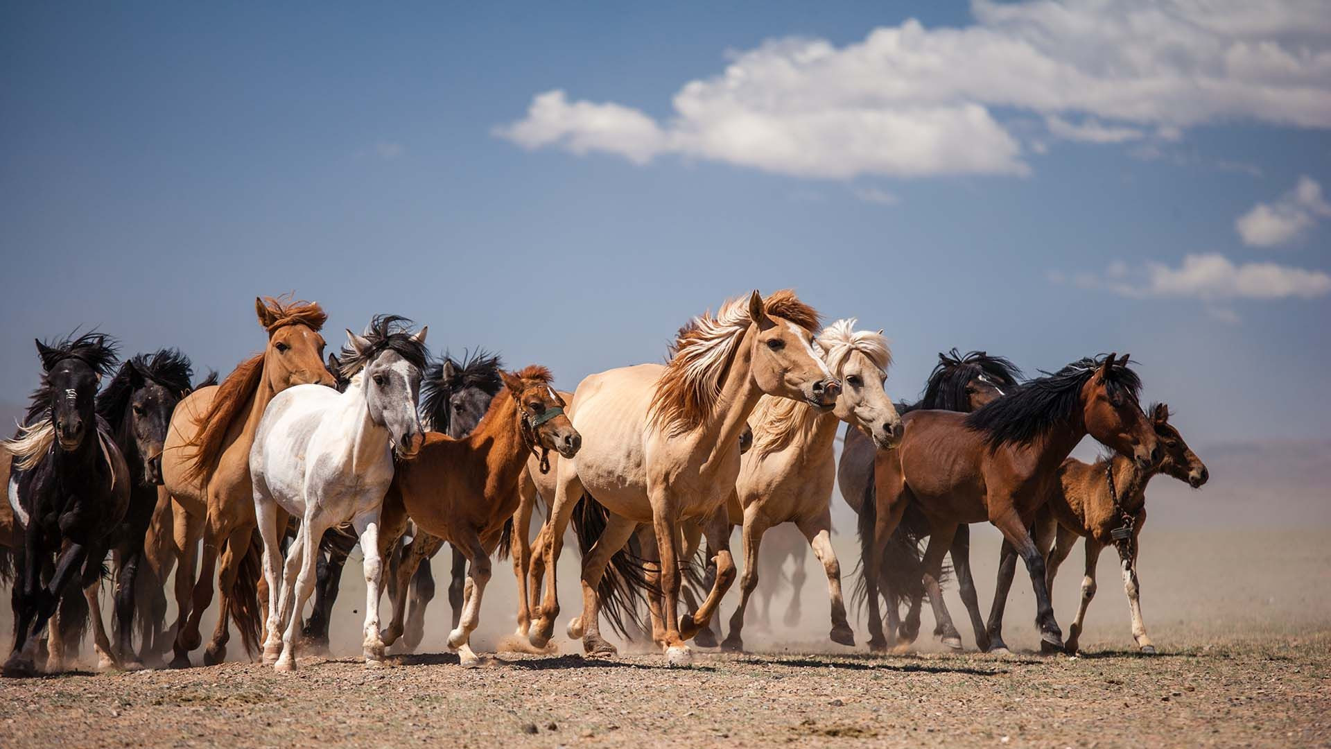 Hulegu Expedition Mongolia